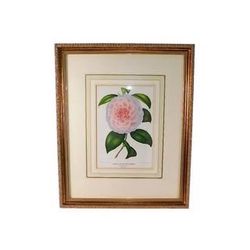 Antique 1890 Framed Botanical Chromolithograph Pink Camellia Print Vintage Wall Art