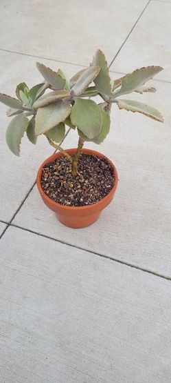   KALANCHOE BEHARENSIS  EXOTIC Felt Bush Velvet 17" Tall In Clay Pot Colorful Rocks