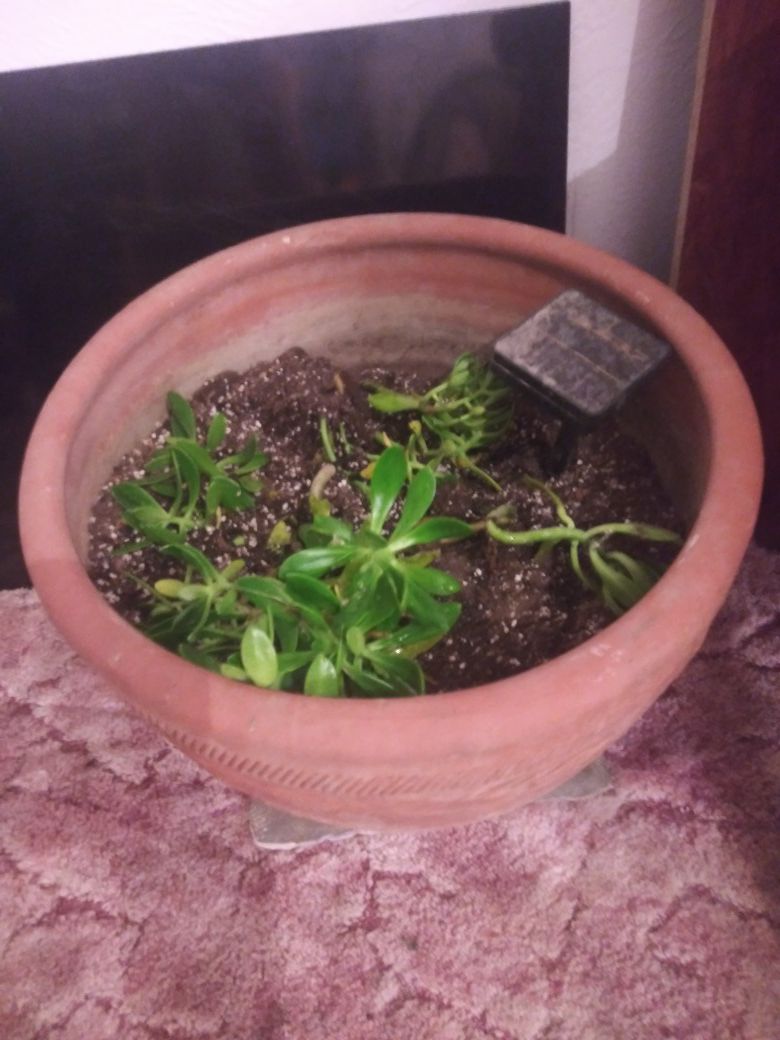 A real clay pot with the real plant living inside of it