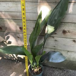 6” Pot Cast Iron Plant, Exact Plant, 95820