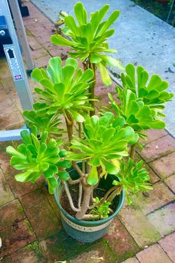 green aeonium arboreum