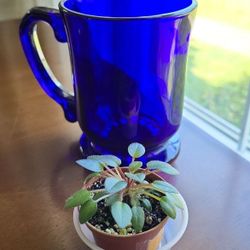 Miniature Trailing African Violet Starter Plant