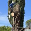 Fidel’s  Tree  Experts 