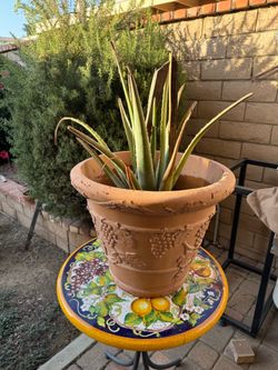Potted aloe Vera plants