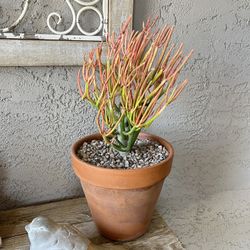 Live Firestick Plant In Terra Cotta Pot