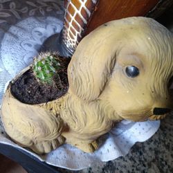 Planta Suculenta En Un Perrito  🐕