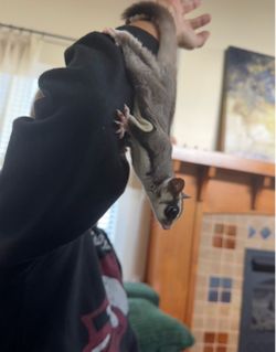 3 sugar gliders with large cage