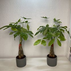 Money Tree Plants With Cylinders Pots 18”tall ($15 each)