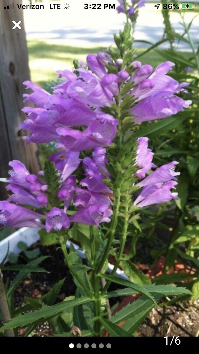 Obiedient Plants / flowers