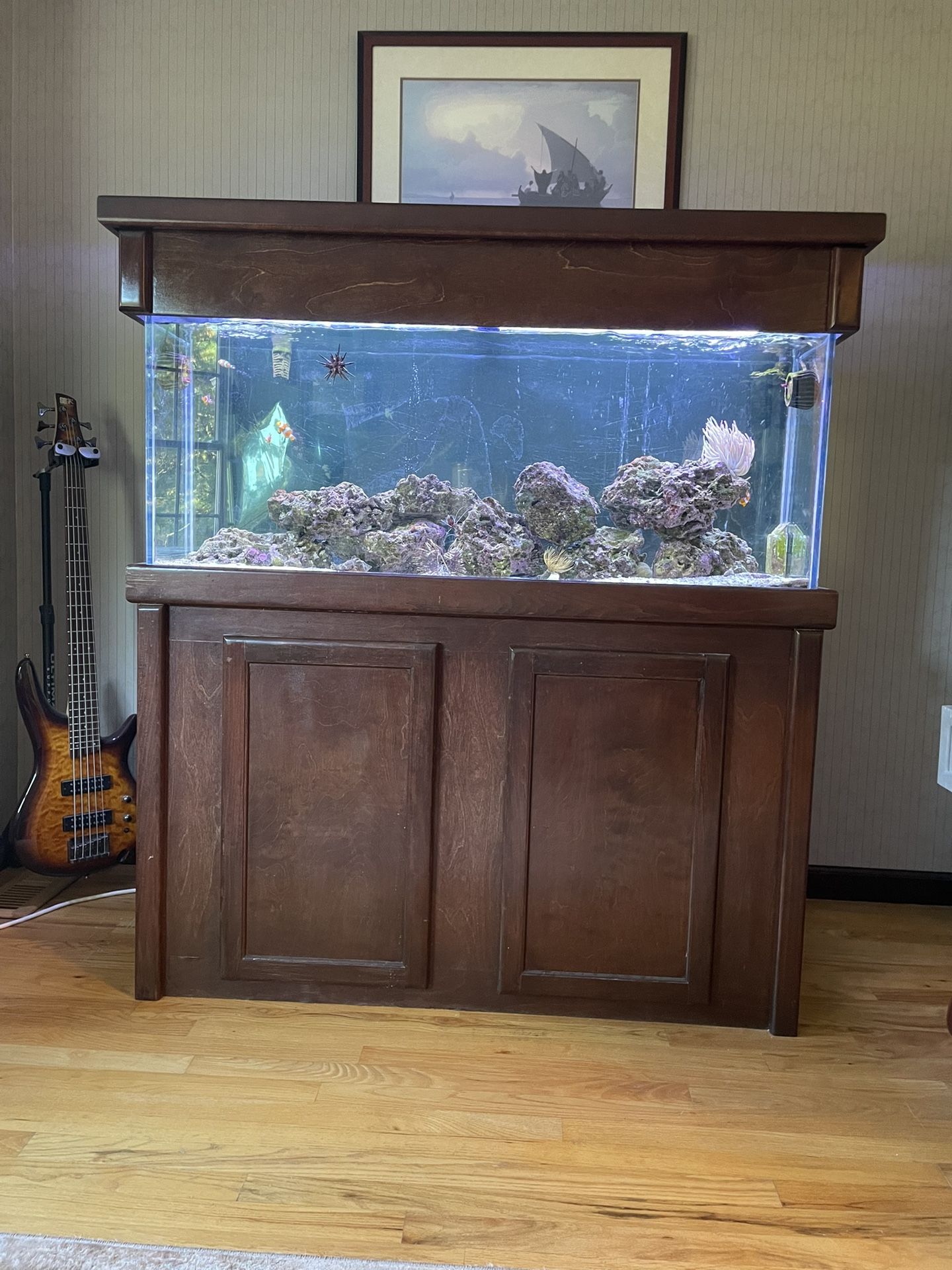Reef Tank 