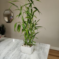 House Plant
