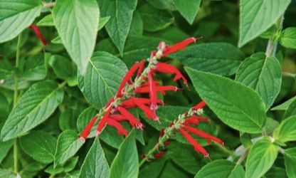 Pineapple Sage Plant anti anxiety anti depression