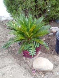 Stunning Sago Palm in Large Pot – Tropical Beauty Ready for Your Garden or Patio! Hermosa Palma Sago