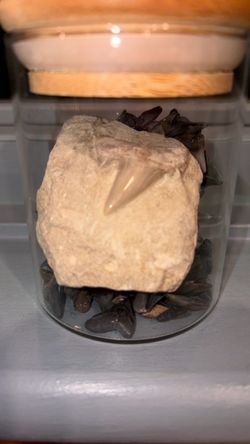 Fossil Shark Tooth in Matrix with Loose Teeth