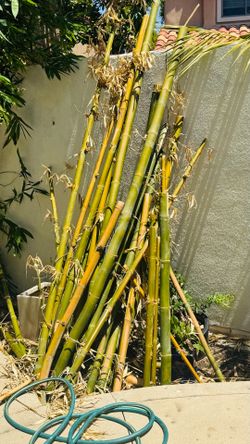 All bamboos needs to gone free