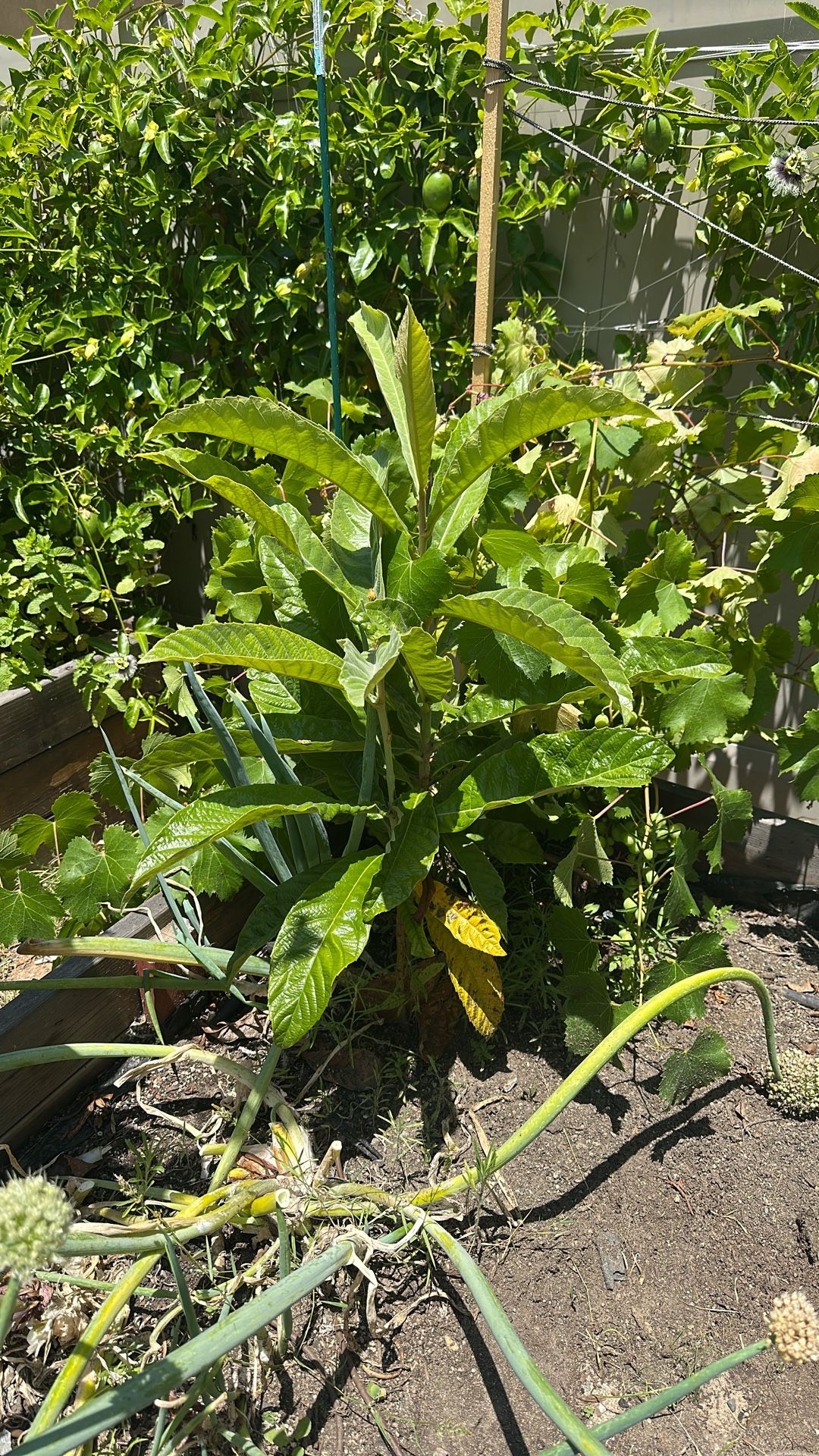 Loquat Tree For $25