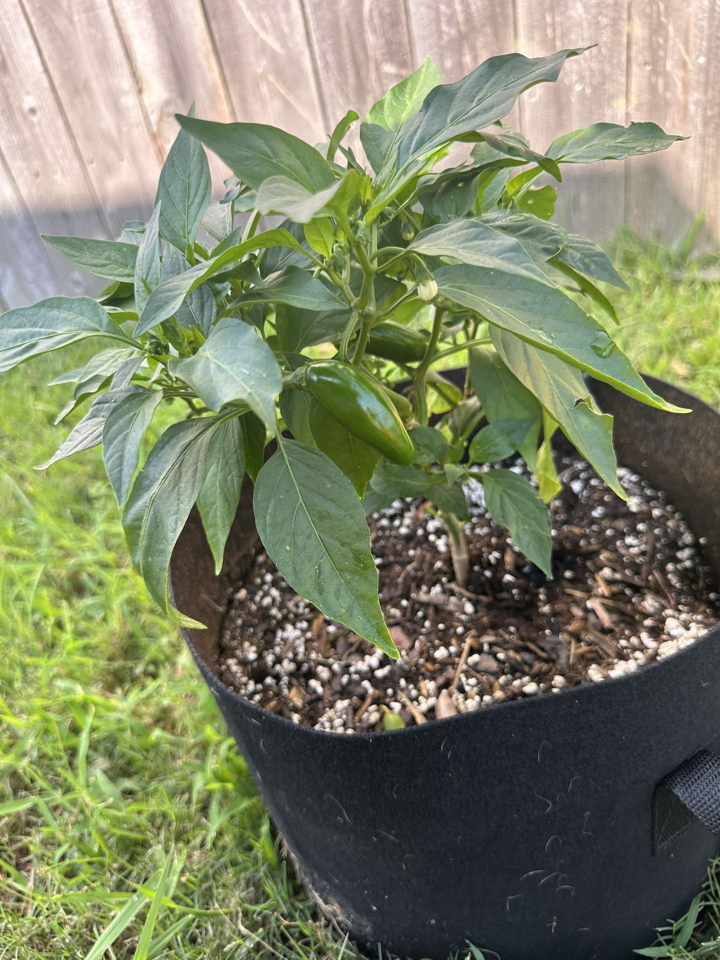 Jalapeño Plants For Sale