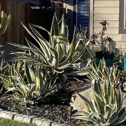 Agave Americana 'Marginata' Variegated Century Plant, agave, cactus, succulent, live plant, indoor, outdoor.
