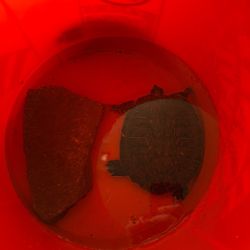 OR BETTER OFF PLZ JUST TAKE HIM