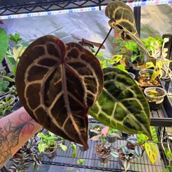 Various Tropical Plants