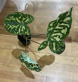 Frogs In The Blender Alocasia Plant
