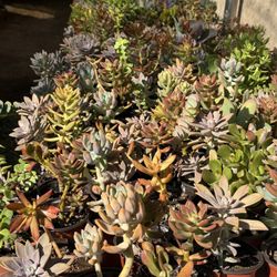 Succulents Plants 4”pot