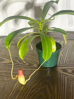 Nepenthes Alata Pitcher Plant