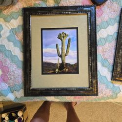 Shane Knight Cactus Photo