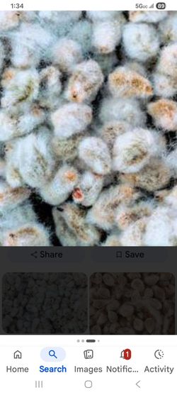 Just out of the gin , cotton seed