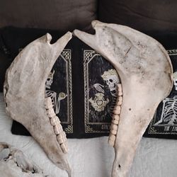 Large Horse Jawbone