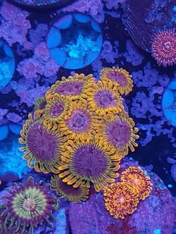 acid reflux zoa coral