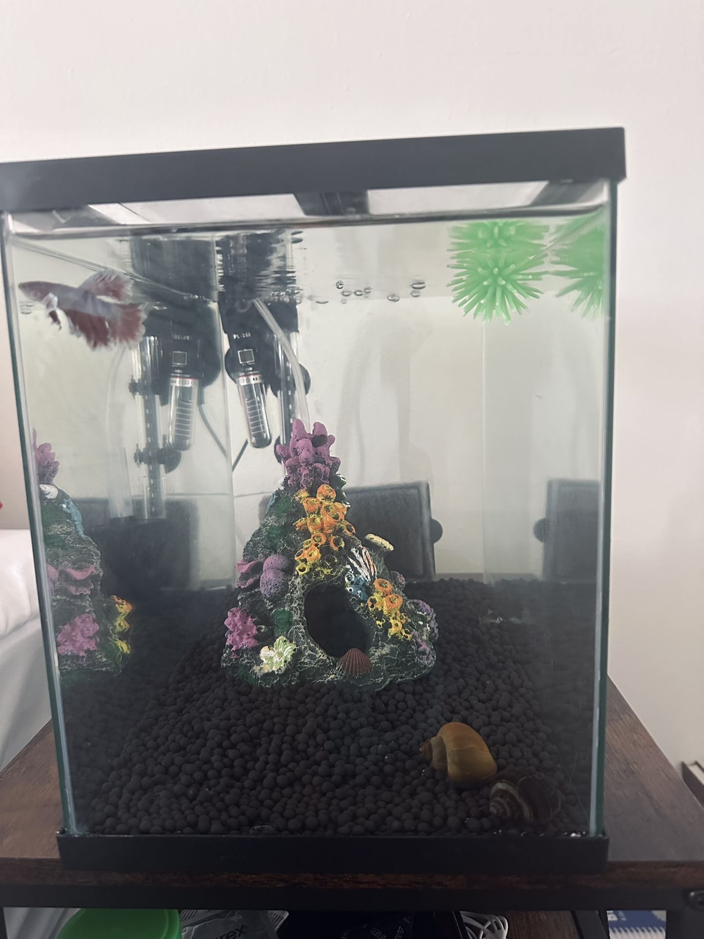 Fish Tank + Fishes + All The Accessories