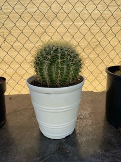 Small Golden Barrel Cactus šµ