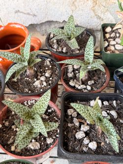 Silver Quill plants