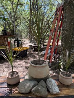Curated Pink Dracaenas - Set of 3 Planters (3 Plants) 🪴
