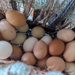 Eggs Eggs Eggs