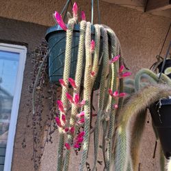 Large Rat Tails Cactus 🌵 $35