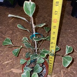 Rare*** 6” Pot Heart Leaf Triangularis Variegated; Exact Plant; Now$29/was$39; 95820