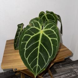 Anthurium PapixMag x Besseae Aff