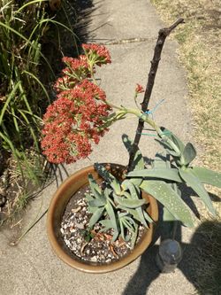 Big Cactus Plants In Big Nice Decorative Planter