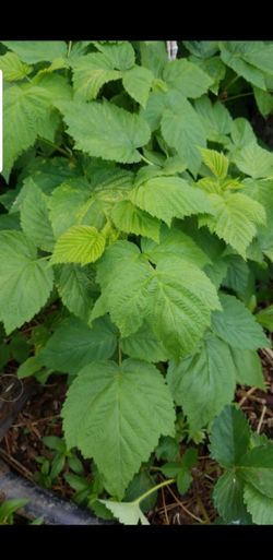 organic raspberry 5 dollars per bush