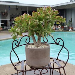 A bonsai styled jade plant in a terracotta cylinder