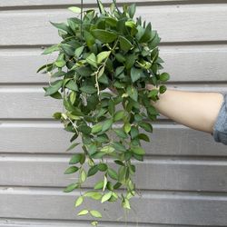 6” hoya burtoniae