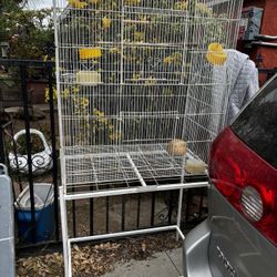 Bird Cage
