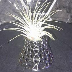Web Vase Airplant 
