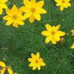 Lovely Yellow Daisy Like Perennial Plants