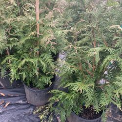 2-3 Green Giant Arborvitae Trees 🌲 