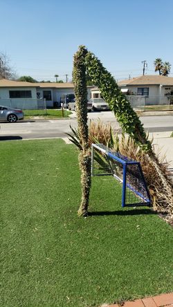 Hundreds of agave pups - bottom half only