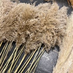 Real Pampass Grass
