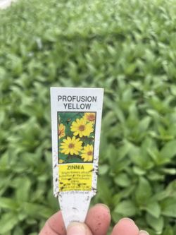 Yellow Profusion Flowers/ Flores
